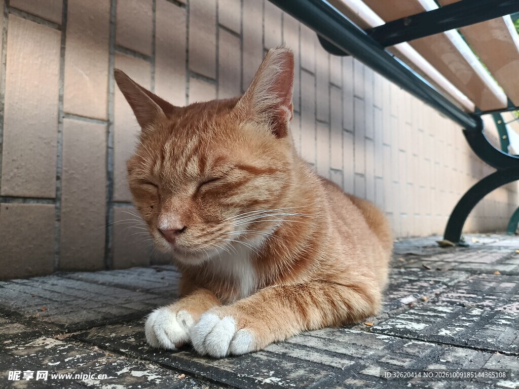 眯眼休憩的小橘猫