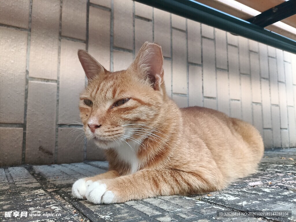 慵懒休憩的橘猫