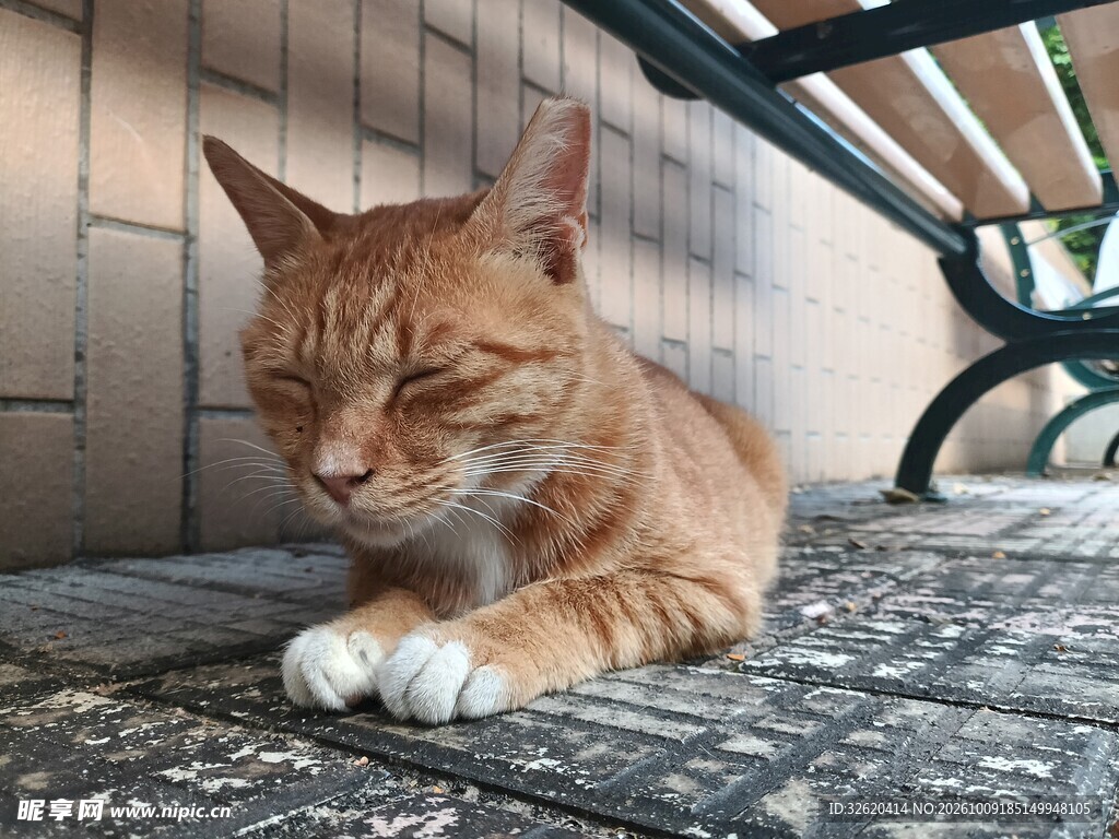 休憩的可爱橘猫