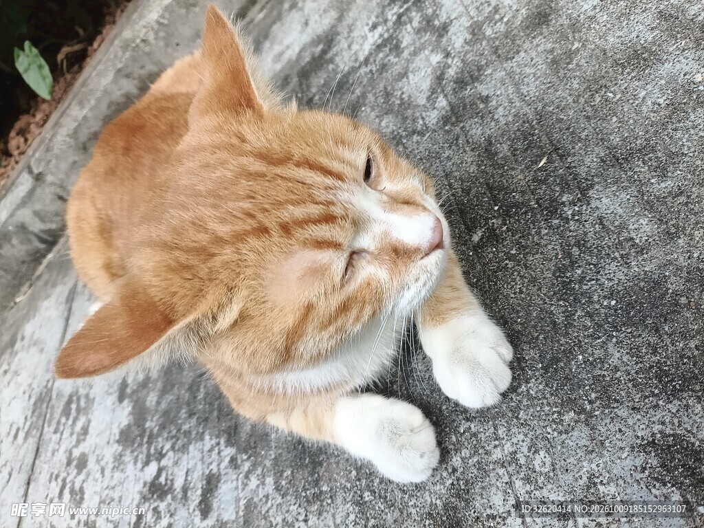 打盹的可爱小橘猫