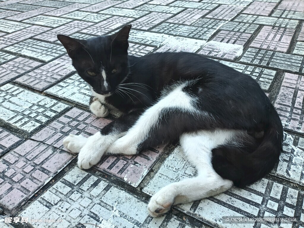 瓷砖上休憩的黑白小猫