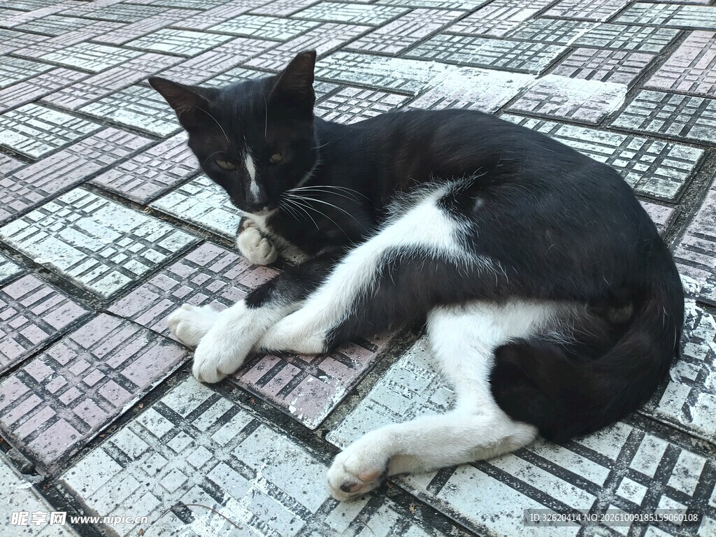 瓷砖上休憩的黑白小猫