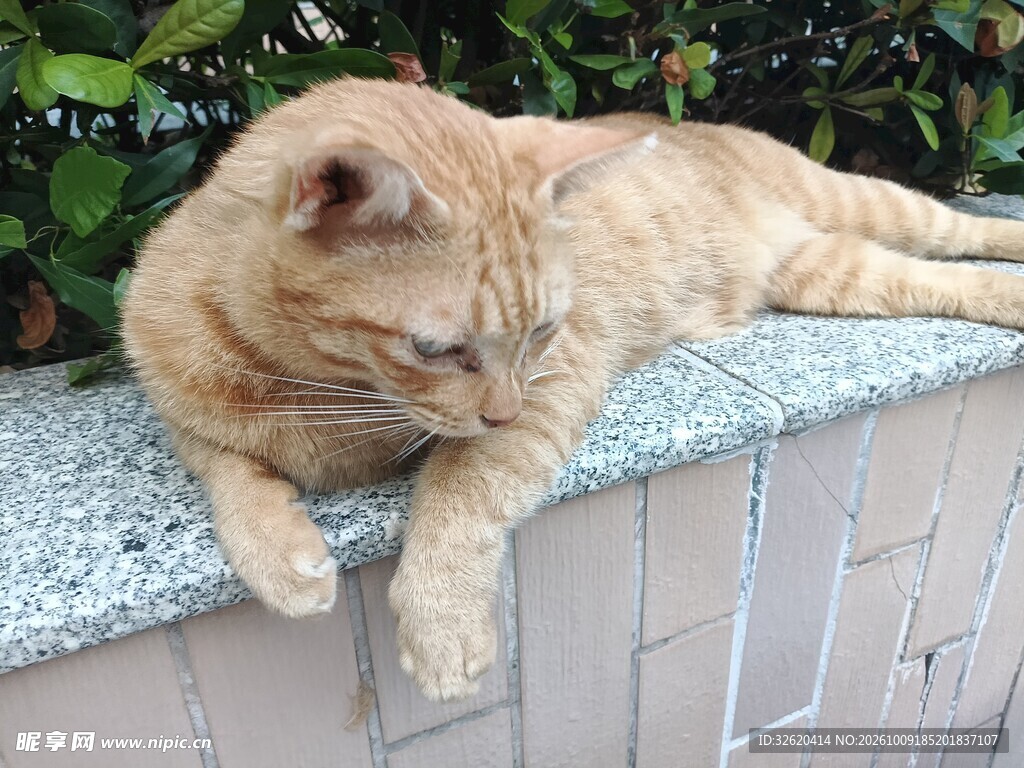 趴在台边的慵懒橘猫