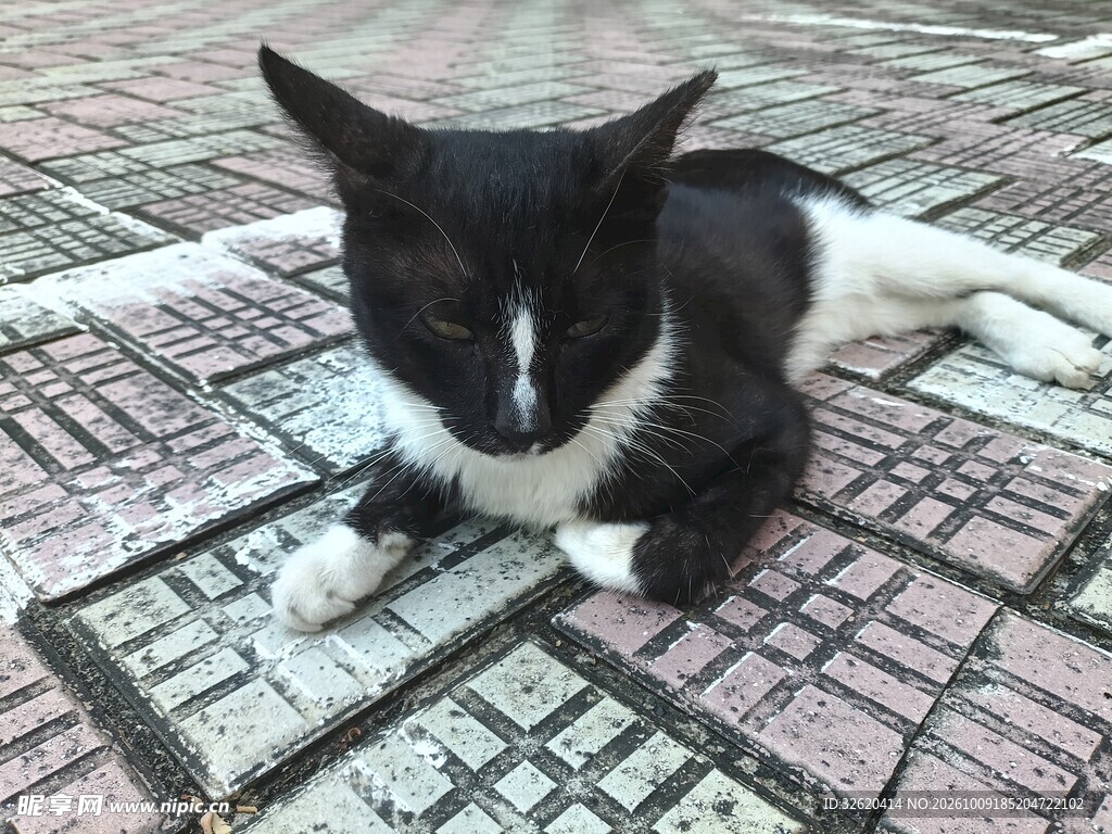 瓷砖上的黑白小猫
