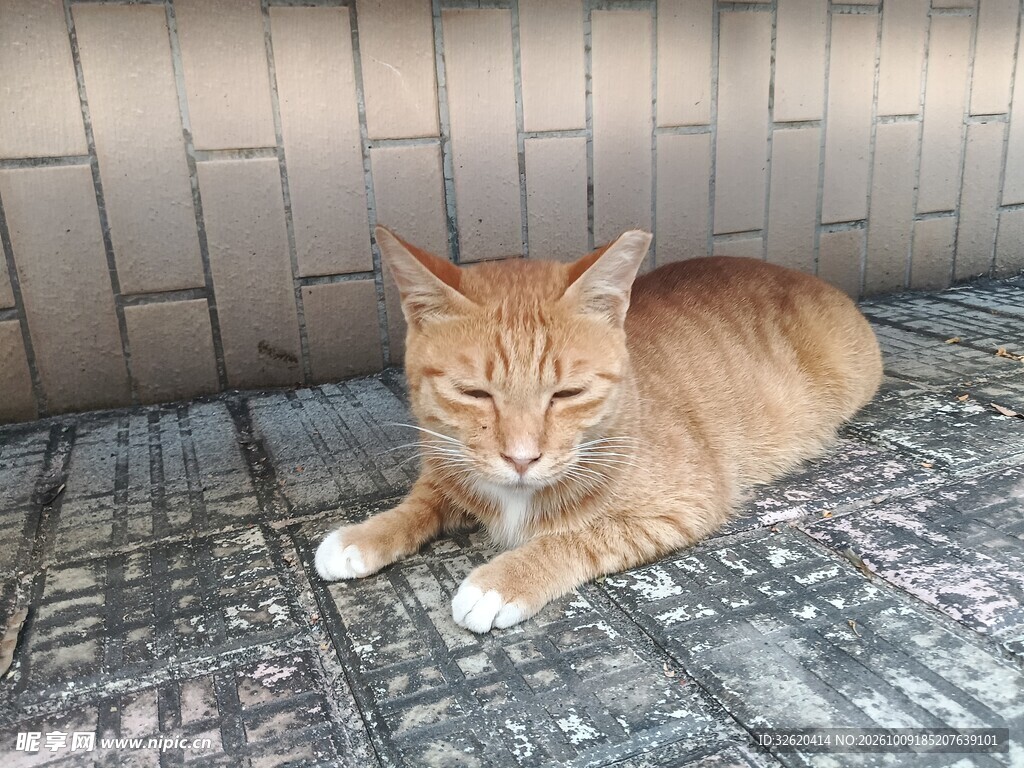 慵懒趴卧的橘猫