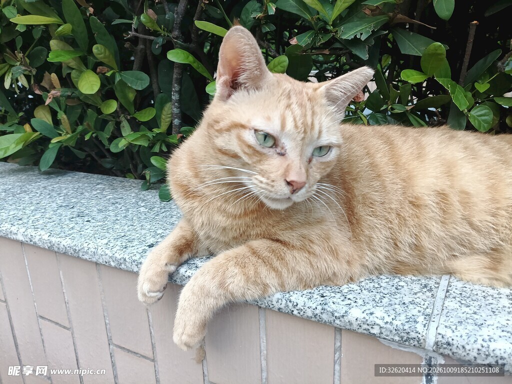 户外休憩的橘猫