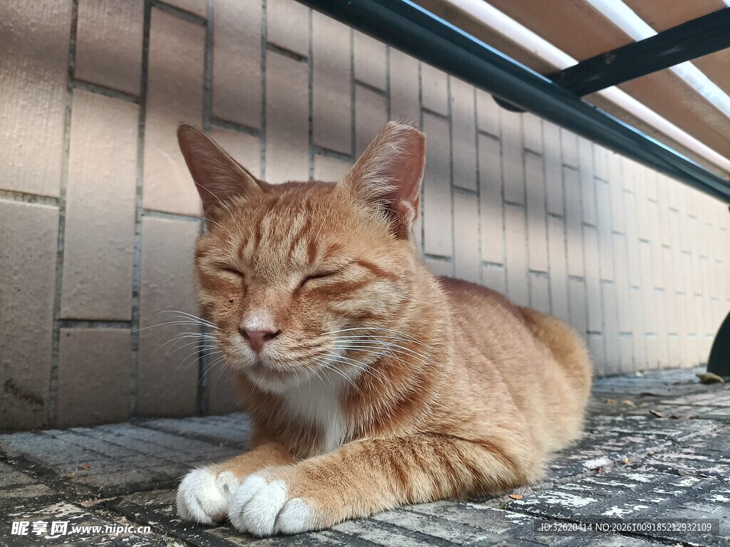 慵懒休憩的橘猫