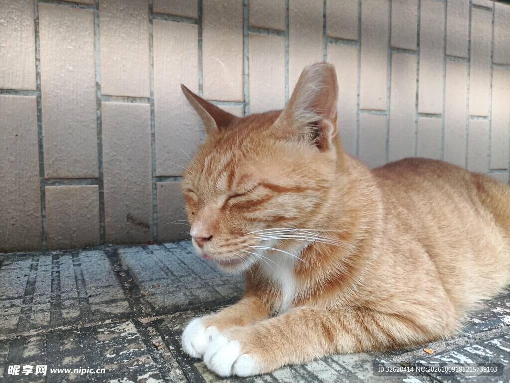 慵懒打盹的橘猫