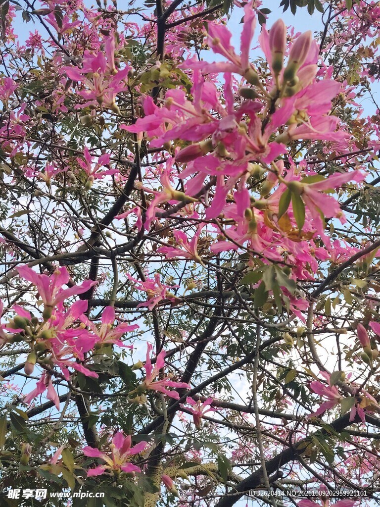 异木棉