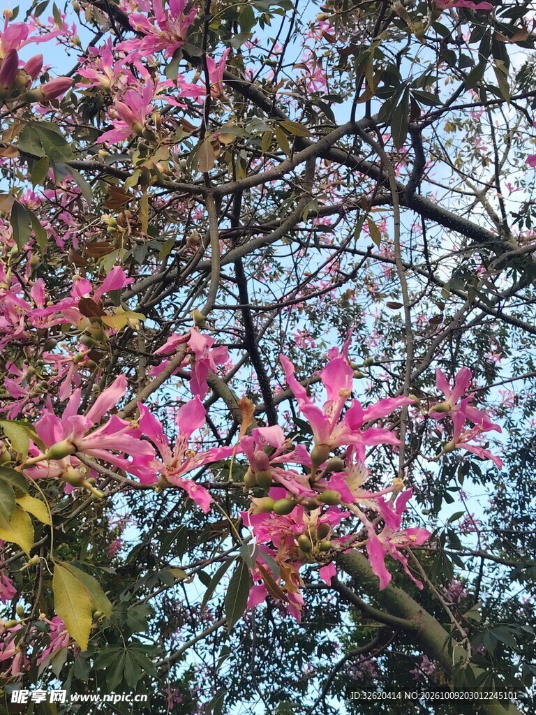 异木棉