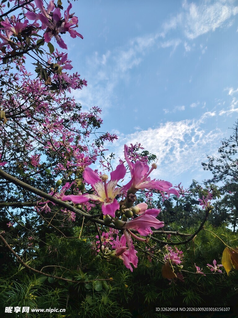 异木棉