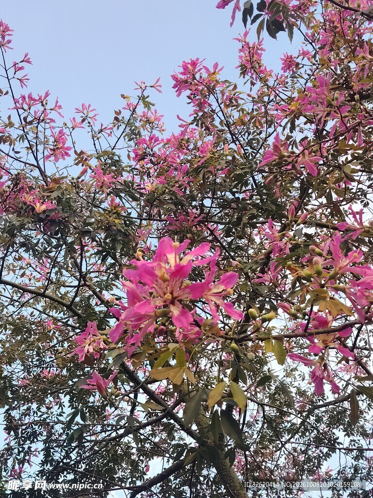异木棉