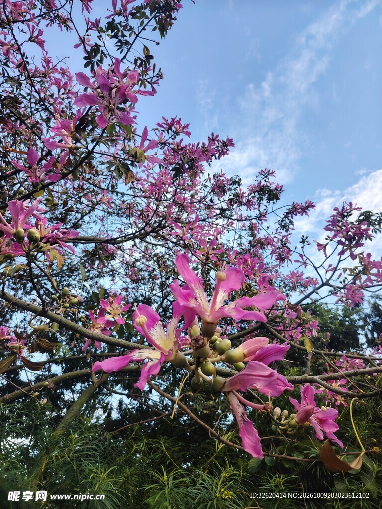 异木棉