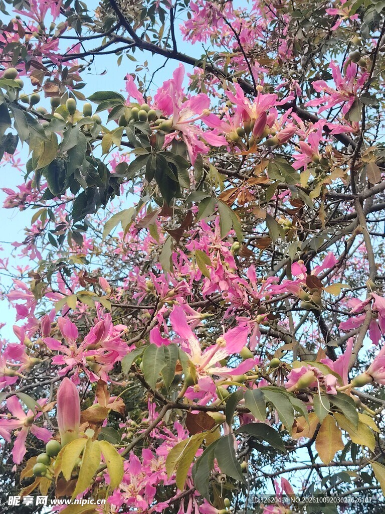 异木棉