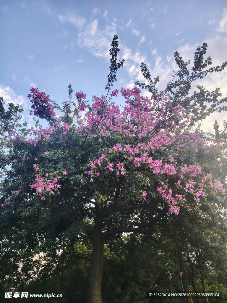 异木棉