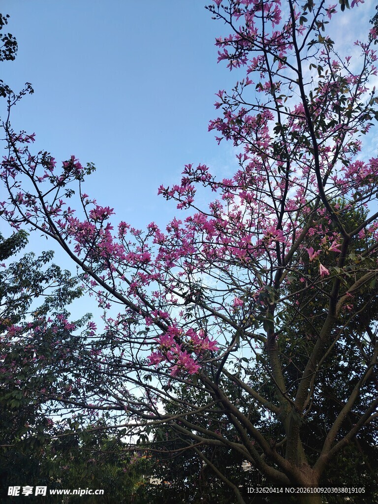 异木棉