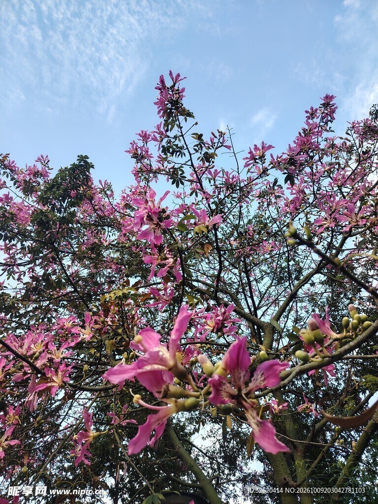 异木棉