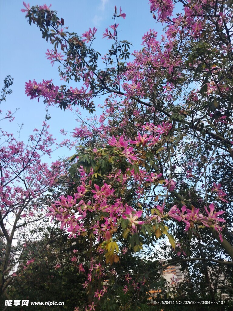 异木棉