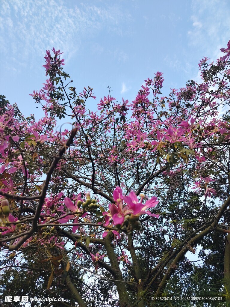 异木棉