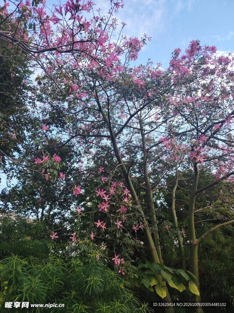 异木棉