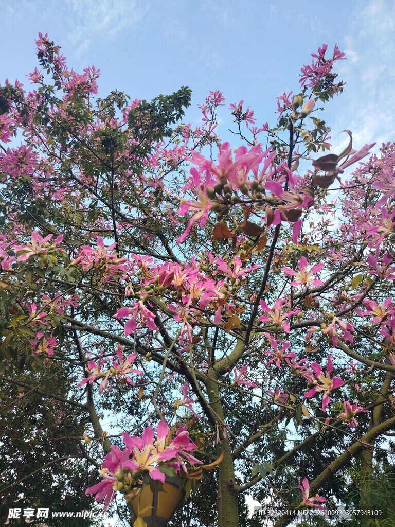 异木棉