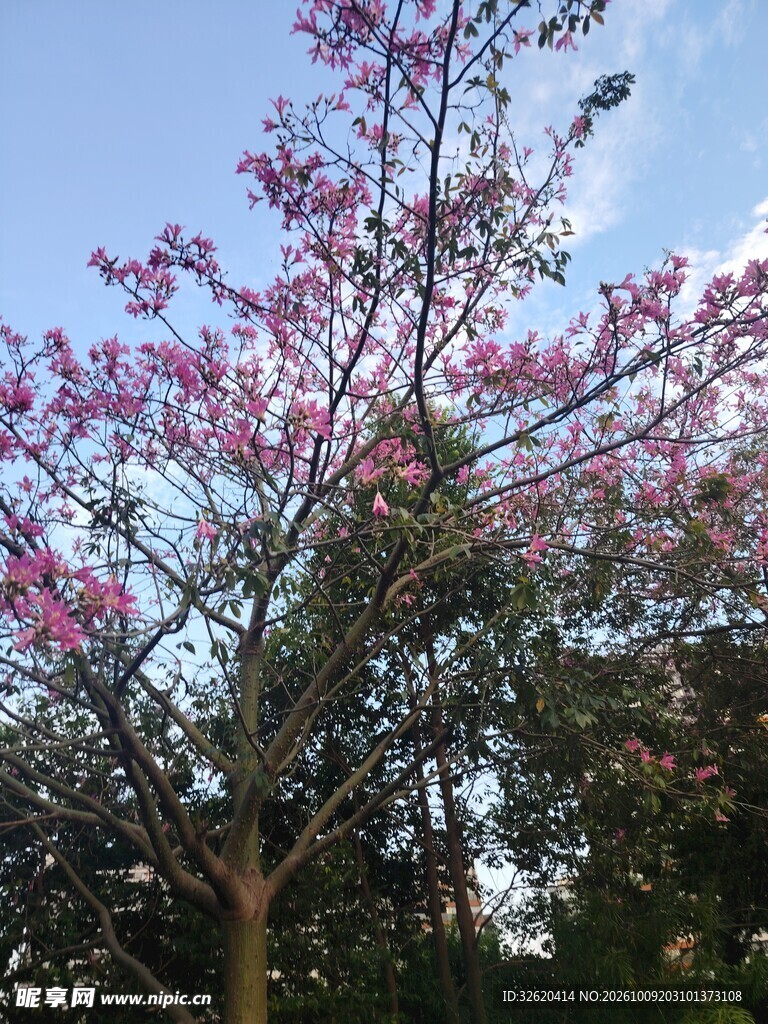 异木棉