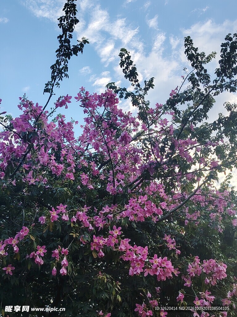 异木棉