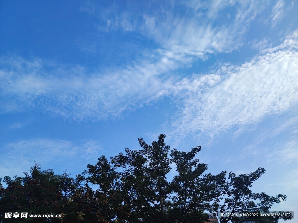 蓝天云下树影