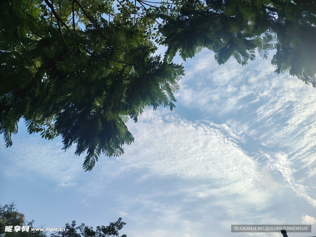 蓝天白云与绿树