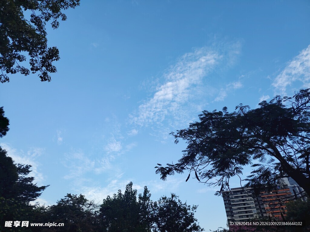 蓝天树影日常风光