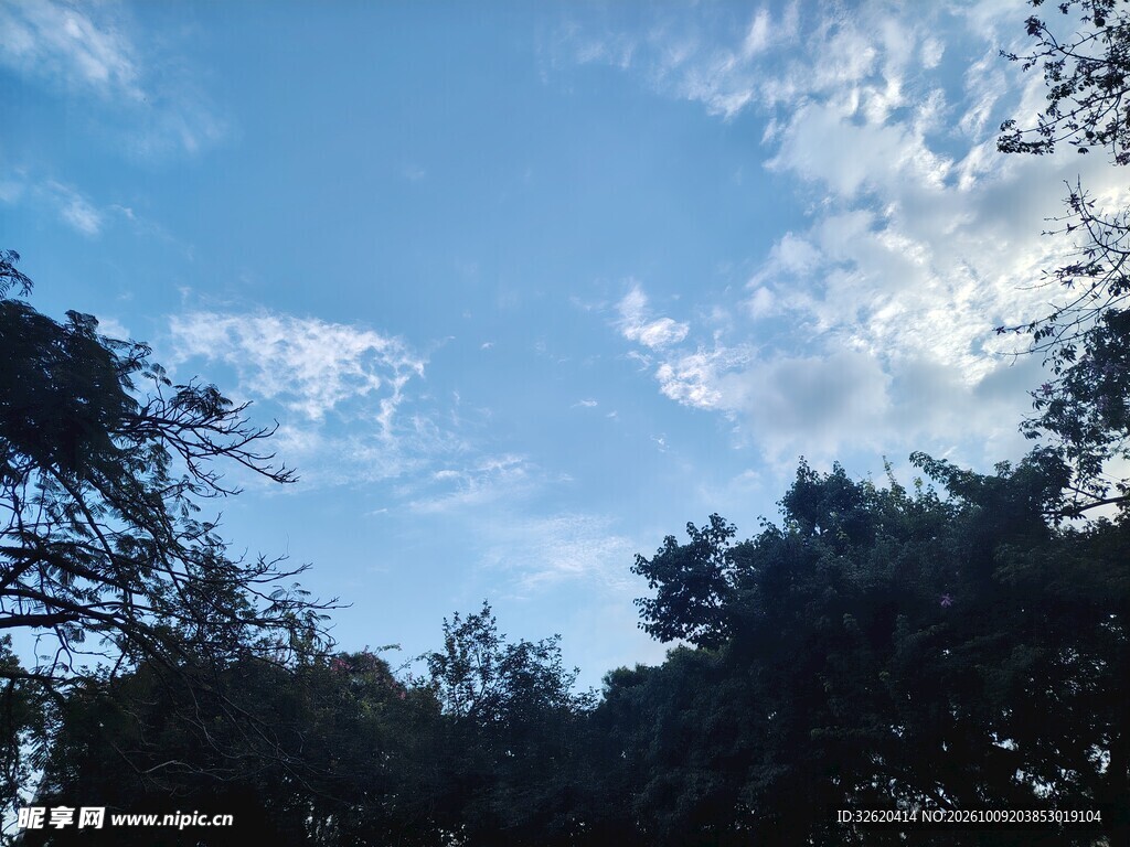 林梢晴空淡云景致