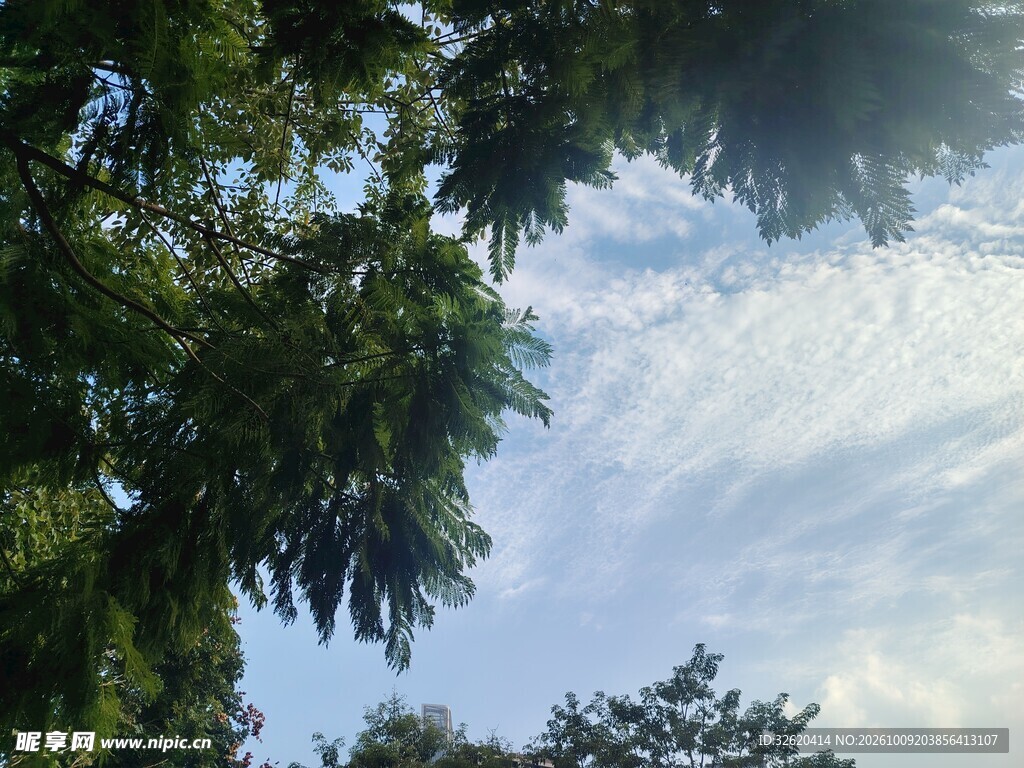 仰拍绿树晴空