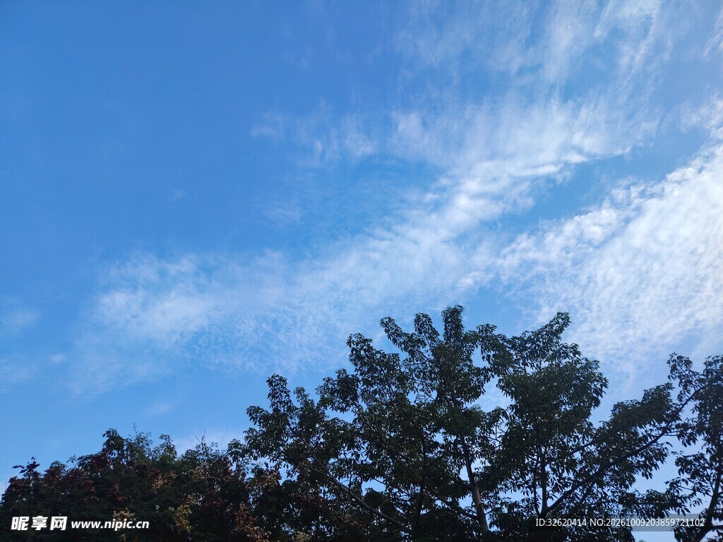 晴空下的树梢剪影