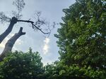 仰拍林间树木天空