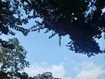 透过树叶望晴空