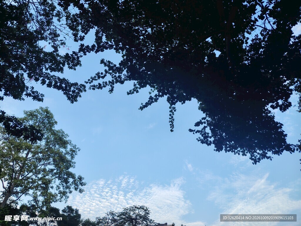 透过树叶望晴空