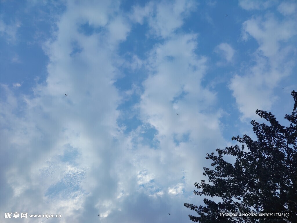 蓝天白云树梢剪影
