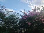晴空下的花树景致