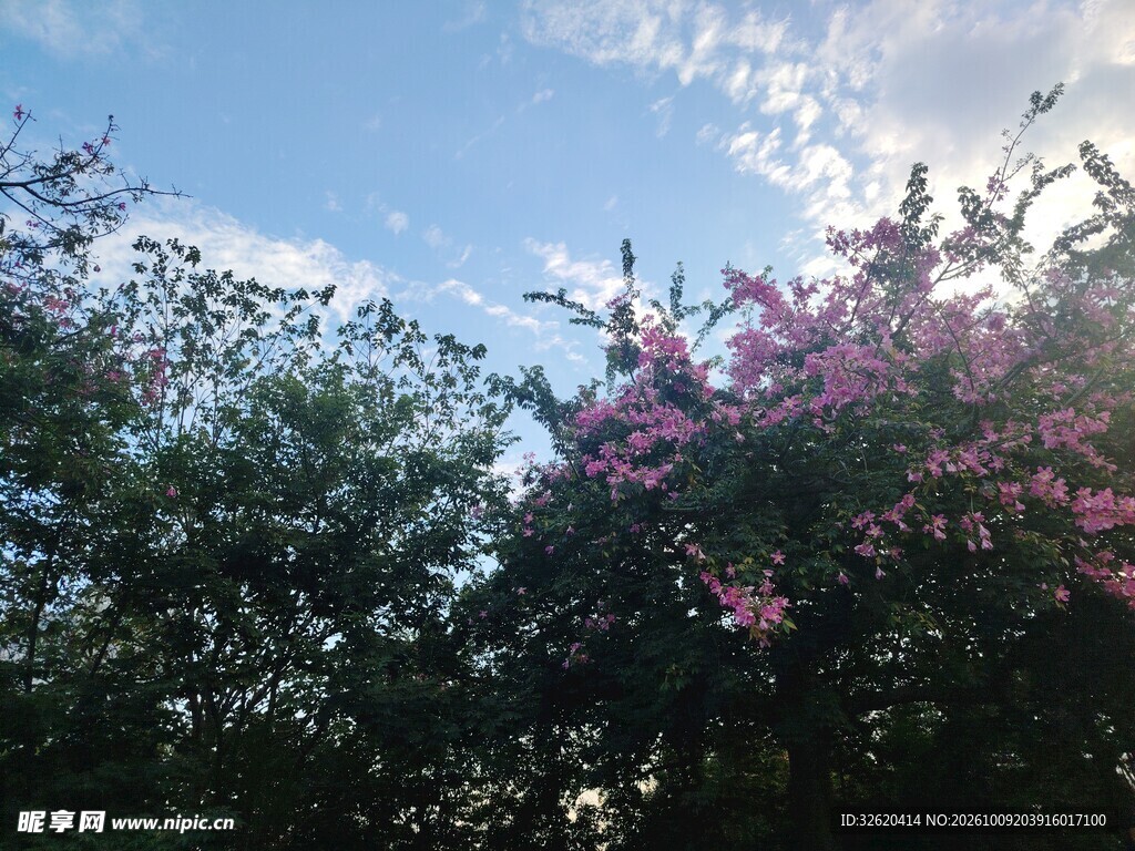 晴空下的花树景致