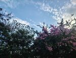 晴空下的花树美景