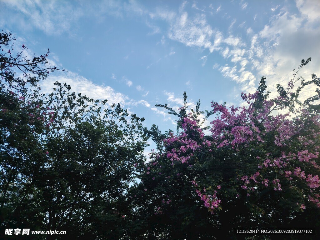 晴空下的花树美景