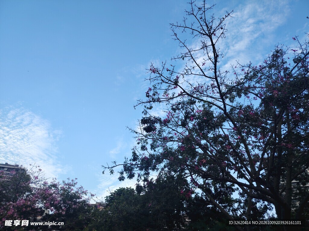 晴空下的树木景致