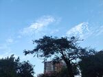 蓝天树影城市风光
