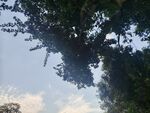 枝叶掩映浅淡天空