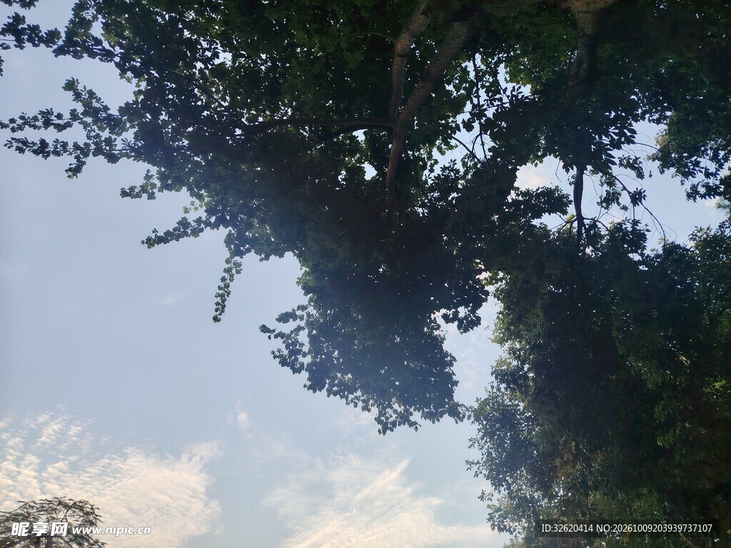 枝叶掩映浅淡天空