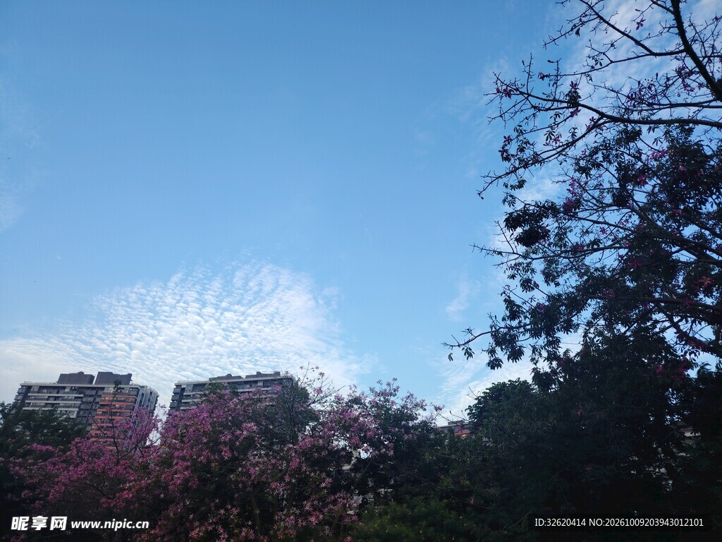 蓝天树影城市远景