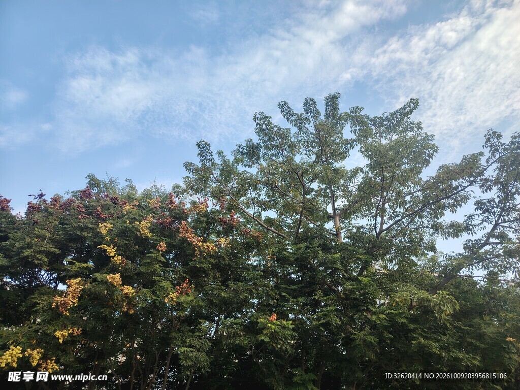 晴日山林绿植景观