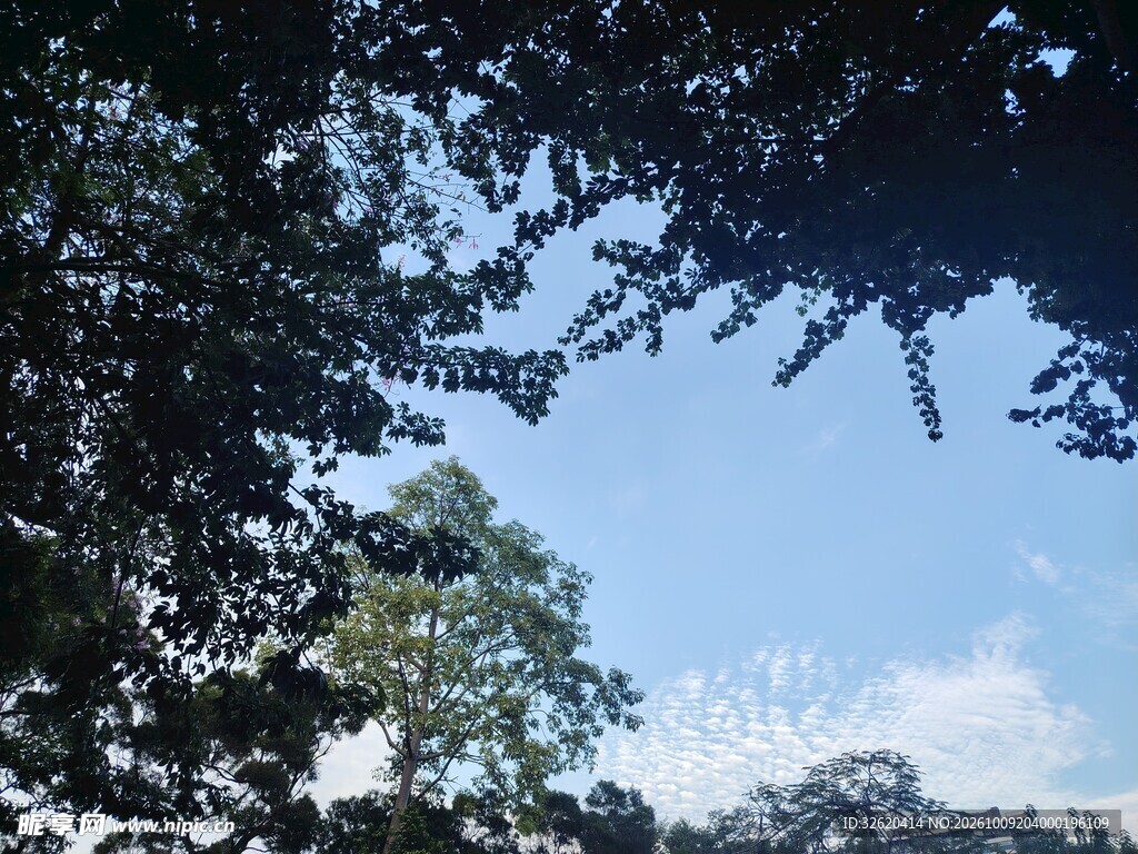 透过树叶看蓝天