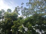 晴空下的茂密树林