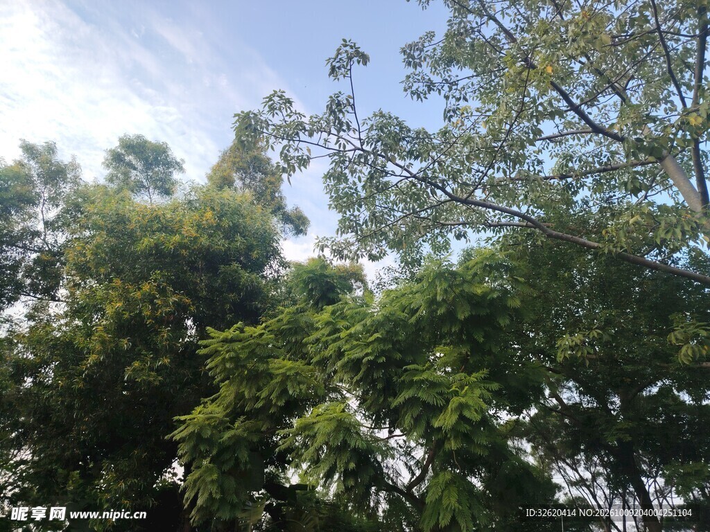 晴空下的茂密树林